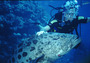 australia - codhole -  the great barrier reef.jpg